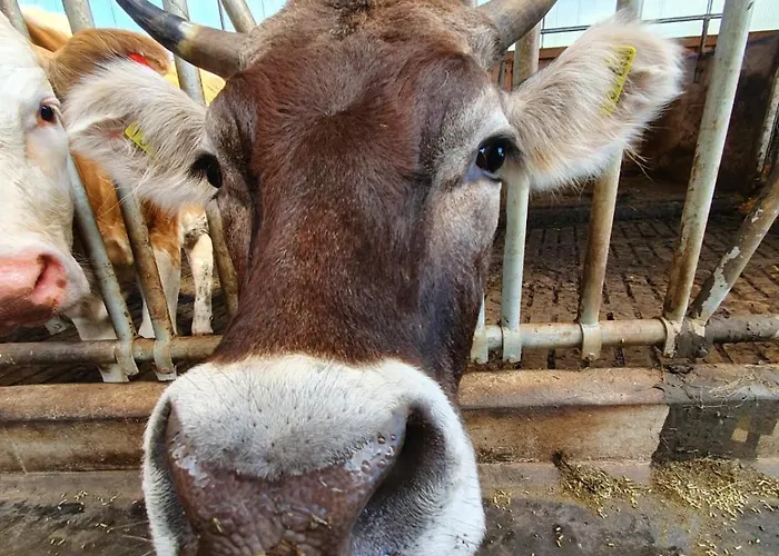 Riederhof Inkl. Chiemgaukarte Vakantieboerderij *
