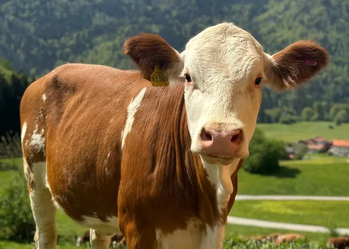 Riederhof Inkl. Chiemgaukarte
